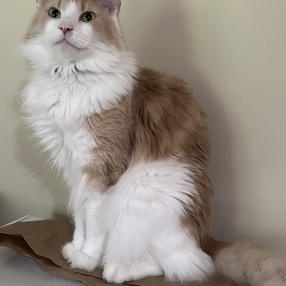 Alex (Our Cat)
